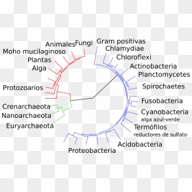 Classification Of Bacteria , Png Download - Classification Of Bacteria, Transparent Png - bacteria png