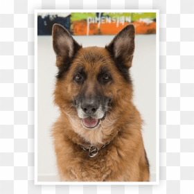 Kingston German Shepherd In Office - Old German Shepherd Dog, HD Png Download - german shepherd png