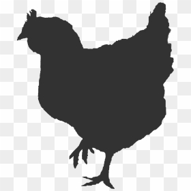 Ontario Broiler Chicken Hatching Egg Producers Association - Broiler Chicken Vector, HD Png Download - broiler chicken png
