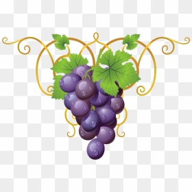 Grapevine Clipart Transparent - Grapes Clipart, HD Png Download - cliparts png