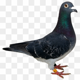 Pigeon Png, Transparent Png - white pigeon png