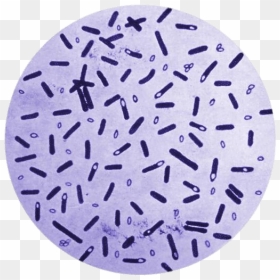 Botulism Bacteria In A Petri Dish Clip Arts - Spores Of Clostridium Botulinum, HD Png Download - bacteria png