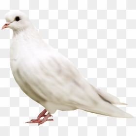White Pigeon Face - Rock Dove, HD Png Download - white pigeon png