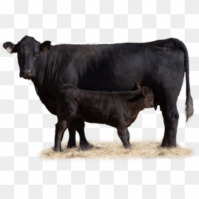 Transparent Cow And Calf Clipart - Beef Cow Transparent Background, HD Png Download - indian cow png