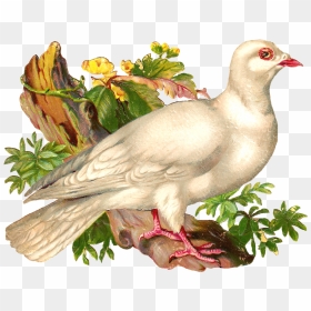 Portable Network Graphics, HD Png Download - white pigeon png