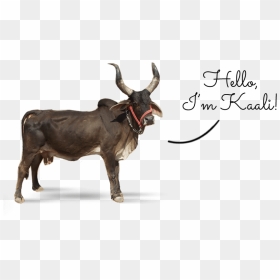 Ox Clipart Gir Cow - Indian Gir Cow Ox, HD Png Download - indian cow png