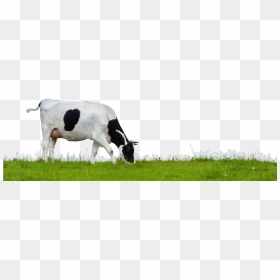 Cow Png Images Download - Transparent Background Cow Png, Png Download - indian cow png