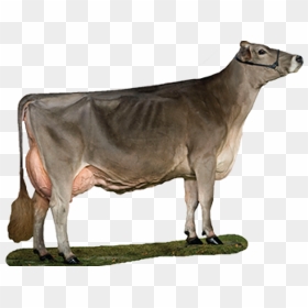 Transparent Cute Brown Cow Clipart - Brown Swiss Cow Png, Png Download - indian cow png