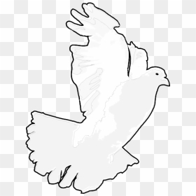 White Dove / White Pigeon, HD Png Download - white pigeon png