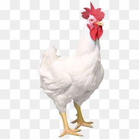 Male White Hen Png, Transparent Png - broiler chicken png