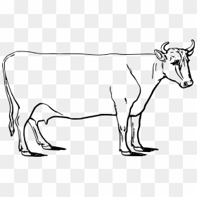 Ayrshire Cow Clip Arts - Ayrshire Cattle Drawing, HD Png Download - indian cow png