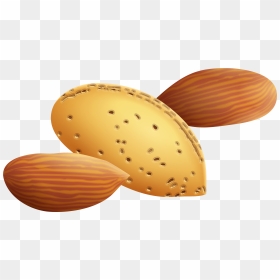 Almond Vector Animated - Clip Art Of Almond, HD Png Download - badam png
