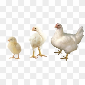 Growth Stage Of A Chicken, HD Png Download - broiler chicken png