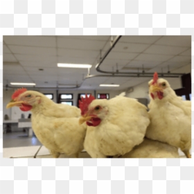 Enlargement Of Comb And Wattles Related To Zearalenone - Rooster, HD Png Download - broiler chicken png