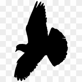 Pigeon Clip Arts - Pigeon Flying Black Png, Transparent Png - white pigeon png