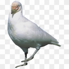 Rock Dove Stock Dove Flight Bird - Bird Standing Png, Transparent Png - white pigeon png