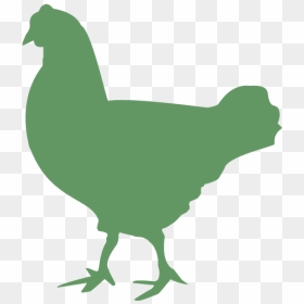Rooster Chicken Duck Cattle Broiler - Broiler, HD Png Download - broiler chicken png