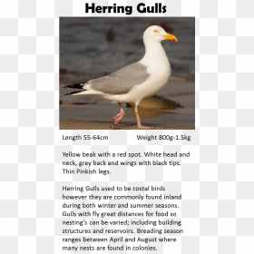Western Gull, HD Png Download - white pigeon png