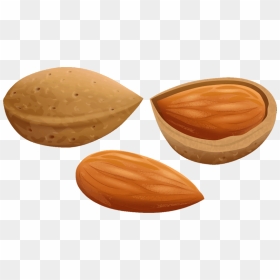 Almonds Clipart, HD Png Download - badam png