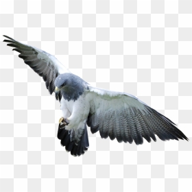 Vijay Mahar Logo Png, Transparent Png - white pigeon png