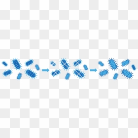 Illustration, HD Png Download - bacteria png
