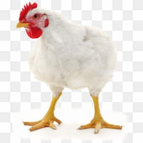 Rooster, HD Png Download - broiler chicken png