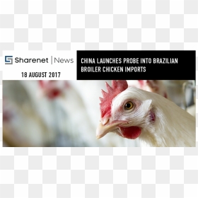 Poultry, HD Png Download - broiler chicken png