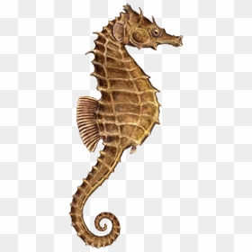 Seahorse Png, Download Png Image With Transparent Background, - Sea Horse Png Hd, Png Download - seahorse png