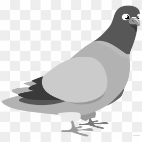 Pigeon Clipart Karuna - Pigeon Clip Art, HD Png Download - white pigeon png