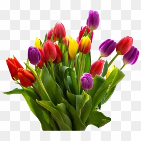 Easter Flower Png Hd - Tulips Flowers Png, Transparent Png - flowers png hd