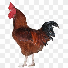 Transparent Broiler Chicken Clipart - Male Chicken Transparent, HD Png Download - broiler chicken png