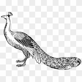 Bird Peafowl Black And White Feather Clip Art - Peacock Black And White, HD Png Download - cliparts png