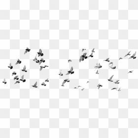 Flock Of Pigeons Png, Transparent Png - white pigeon png