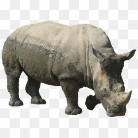 Rhinoceros Free Download Png - Rhino Png, Transparent Png - rhino png