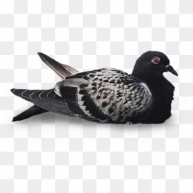 American Black Duck, HD Png Download - white pigeon png