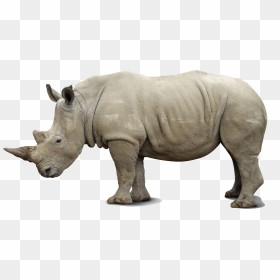 Rhino Png Pics - Rhino Png, Transparent Png - rhino png