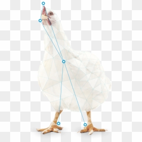 Usage In Broiler Feeds For Improvement Of Adg - Chicken, HD Png Download - broiler chicken png