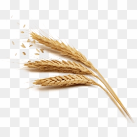 Transparent Background Wheat Png, Png Download - grains png