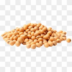Soya Bean Hd Png, Transparent Png - grains png