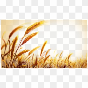 Grains Png, Transparent Png - grains png