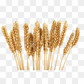 Grain Clipart, HD Png Download - grains png