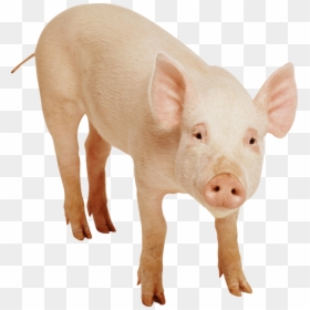 Pig Png, Transparent Png - pork png