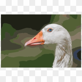 Animal Goose, HD Png Download - venezuelan flag png