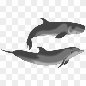 Pygmy Sperm Whale And Dolphin, HD Png Download - sperm whale png