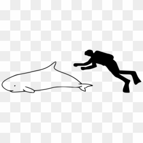 Dwarf Sperm Whale Size, HD Png Download - sperm whale png
