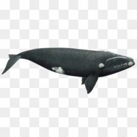 Southern Right Whale Png, Transparent Png - sperm whale png