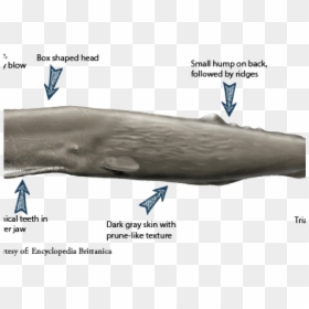 Sperm Whale Called Sperm Whale, HD Png Download - sperm whale png