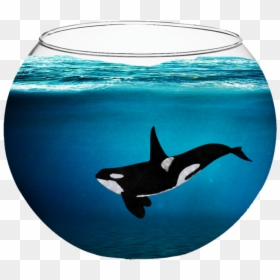 Killer Whale In Fish Bowl, HD Png Download - sperm whale png
