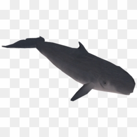 Whale Download Library, HD Png Download - sperm whale png