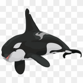 リアル シャチ イラスト, HD Png Download - sperm whale png